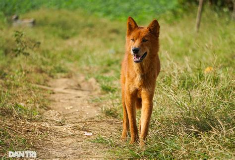 Revive The Rare And Famous Vietnamese Hunting Dog Breed