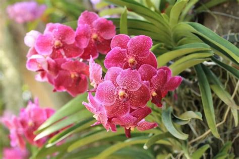 10 Best Types Of Vanda Orchids To Grow At Home Petal Republic