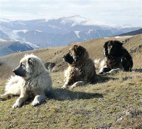 Maşallah Karadeniz Mountain Dogs Karadeniz Dağ Köpeği Facebook