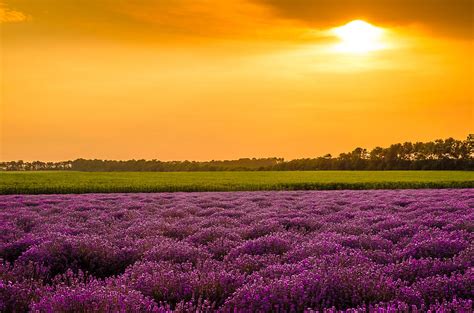 Lavender Fields And Sunset By Mimsmadmoments