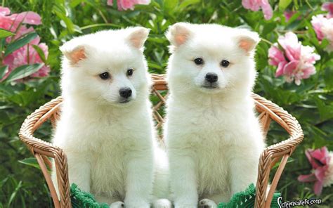 Pomeranian Puppies Wallpapers Wallpaper Cave