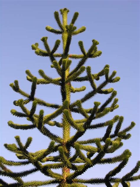 It is in leaf all year, in flower from june to july, and the seeds ripen from september to october. Monkey Puzzle | My Climate Change Garden