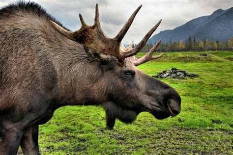 Wildlife conservation society — the wildlife conservation society (wcs) based at the bronx zoo 1 was founded in 1895 as the new york zoological society. Anchorage Day Trips Travel Guide - Encircle Photos