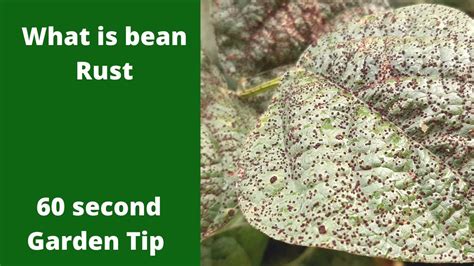 What Is Bean Rust 60 Second Garden Tip Youtube