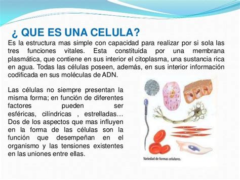La Celula Y Sus Generalidades Enseñanza Biología Cuaderno