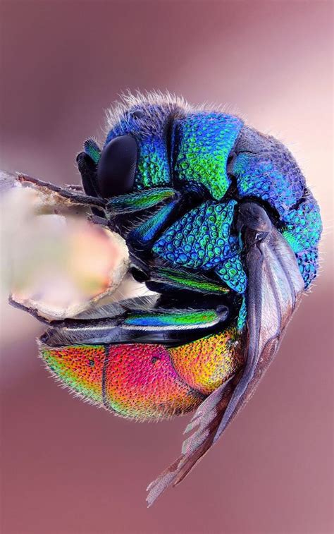 Its A Colourful World Wonderlux Insects Beautiful Bugs Colorful
