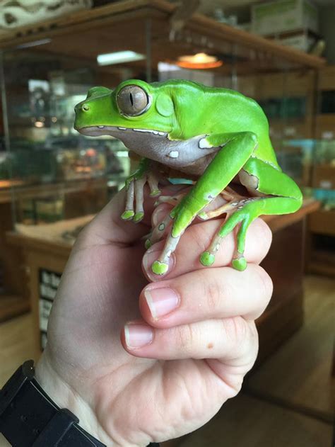 Bicolor Monkey Tree Frogs For Sale Snakes At Sunset