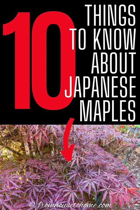 If Youre Looking For Ideas On How To Grow Beautiful Japanese Maples