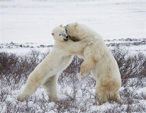 Premium Photo Two Polar Bears Are Playing With Each Other In The