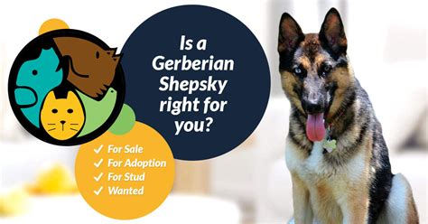 gerberian shepsky dog breed information uk pets