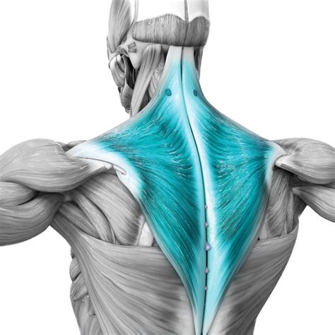Trapezius Trigger Points Why My Traps Are Tight Muscle Pain