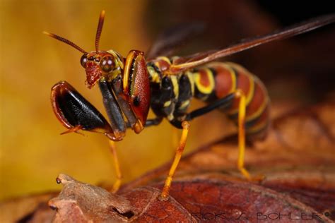 Part Wasp Part Mantis Animals Wild Animals Images Wasp