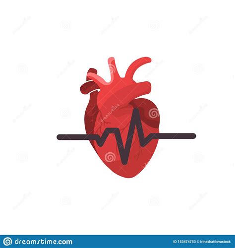 Anatomical Heart Isolated Heart Diagnostic Center Sign