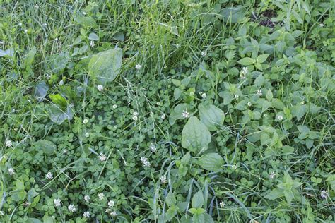 10 Common Weeds In Georgia Oasis Landscapes And Irrigation