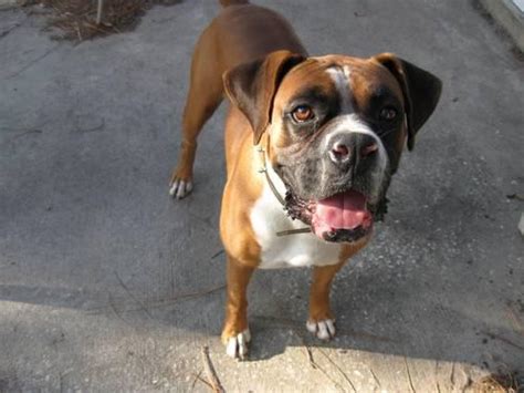 2.2 calvin s boxers for sale. Boxer Puppies for Sale in Jacksonville, Florida Classified ...