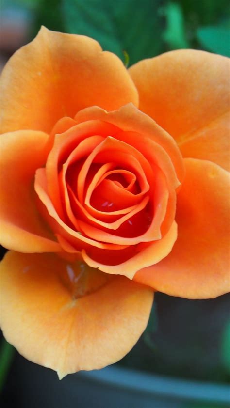 Best them fresh and high quality, super cute images perfect for use as your lock screen or home screen wallpaper. Orange Rose iPhone Wallpapers - Top Free Orange Rose ...