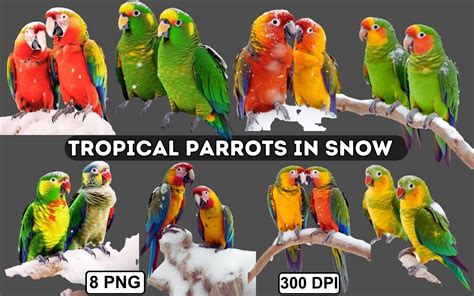 Tropical Parrots In Snow Png Clipart Graphic By A Design · Creative Fabrica
