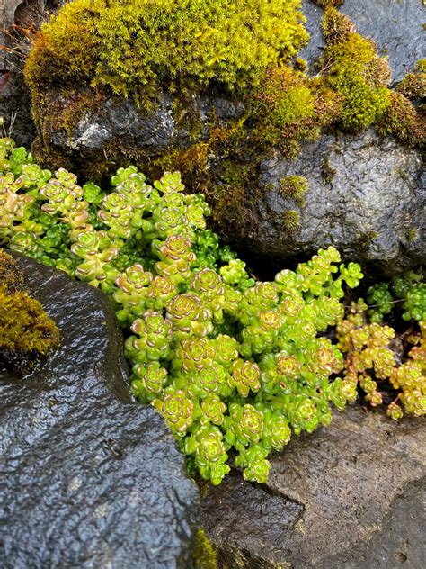 Native Plant Highlight Oregon Stonecrop Sedum Oreganum Backyard