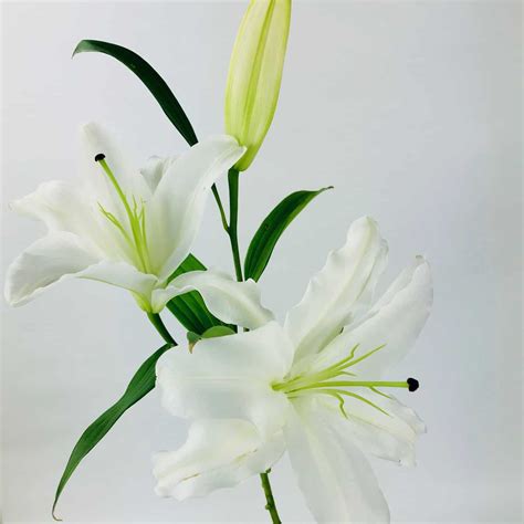 Lily Oriental White 3 Bloom Wholesale Bulk Flowers Cascade Floral