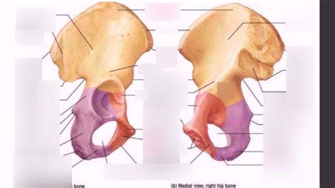 Coxal Bone Lateral View Diagram Quizlet