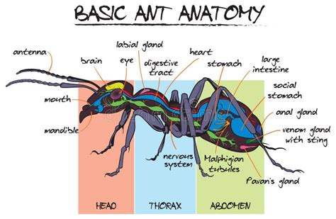 Ant Anatomy Stock Vector Illustration Of Study Ants 231439756