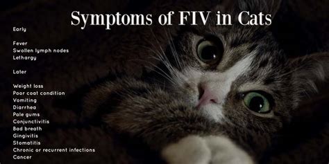 What Is Fiv In Cats Uk Cat Meme Stock Pictures And Photos