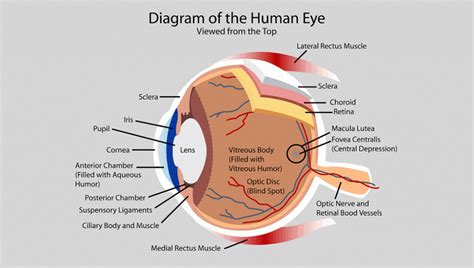 Instead, it is made up of two separate segments fused together. How Your Eye Works - Optometry in Denver | Optical Masters
