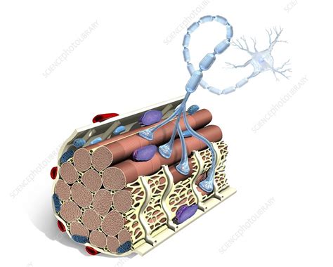 Neuromuscular Junction Artwork Stock Image C0151896 Science