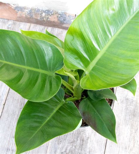 Philodendron Imperial Green 7 Pot Hello Hello Plants And Garden Supplies