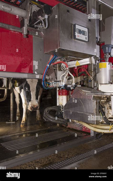 Dairy Farming Dairy Cows Being Milked In Lely Astronaut Robotic Milking Machine Lancashire