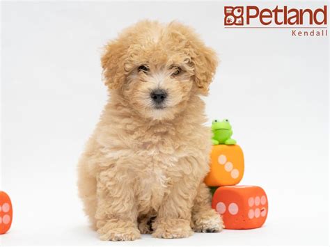 Maltipoo Puppies Florida 2019 Maltese Poodle Mix In Florida Teacups