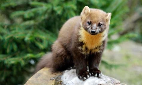 My First Encounter With A Pine Marten Wildlife The Guardian