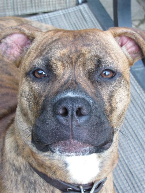 The original gator pitbulls were bred as the problem with gator pitbulls being sold today. Beautiful Brindle Pitbull Boxer Mix - Just like my Gator ...