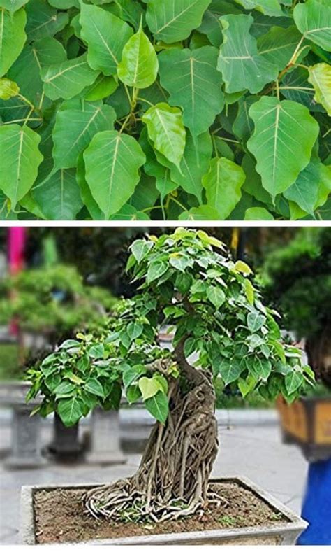 Ficus Religiosa Bulk Wholesale Seeds For Planting Buddha Etsy