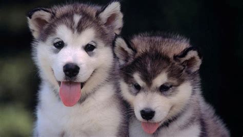 40 Cute Siberian Husky Puppies Pictures Tail And Fur