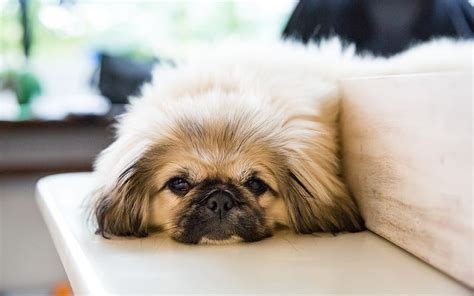 Pekingese Small Dog Cute Fluffy Dogs Sofa Pet Hd Wallpaper Peakpx