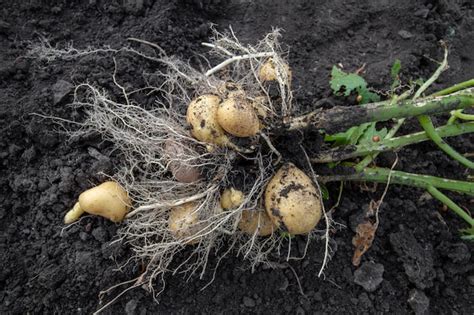 Premium Photo Tubers Of Young Potatoes With Roots And Stems