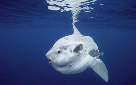 Researchers Find New Enourmous Ocean Sunfish Species In The Pacific Ocean