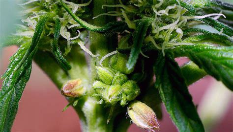 Ce Que Vous Devez Savoir Sur Les Plants De Cannabis Hermaphrodite Herbies Seeds