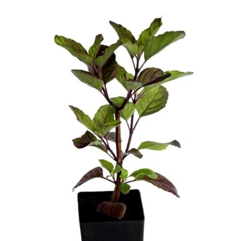Buy Krishna Tulsi Holy Plant Online At Cheap Price On