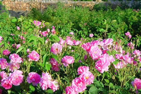 Hatta öyle ki, antik dönemde fenikeliler, yunanlılar, romalılar için gül bahçeleri, en az buğday tarlaları ve meyve. sognotour / Hasat Gezileri / Gül Gezisi