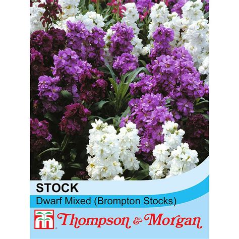 Stock Dwarf Mixed Brompton Stocks Seeds Thompson And Morgan