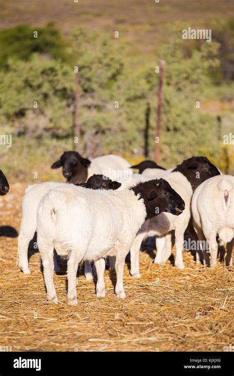 Dorper Sheep Rams On A Dorper Sheep Stud Farm In The Tankwa Karoo In