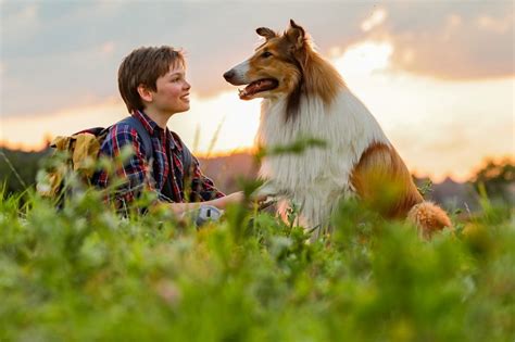 lassie torna a casa clip esclusiva del nuovo film con il cane più famoso del cinema