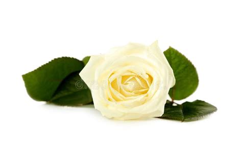 White Rose Stock Image Image Of T Aroma Beautiful 64250189
