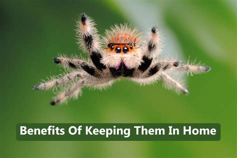 If he does not leave, he may be eaten at a later time. Reasons Why You Shouldn't Kill spiders And Keep Them In ...