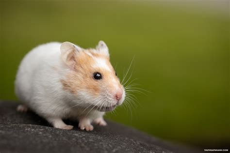 Hình ảnh chuột Hamster cute dễ thương và ngộ nghĩnh