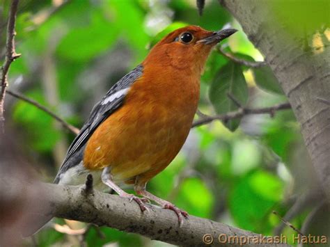 Indian Birds Photography Birdphotoindia Orange Headed Thrush 1