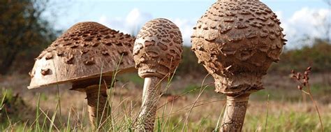 Mazza di tamburo è il nome comune di un fungo potenzialmente edule, appartenente alla stessa famiglia biologica dei prataioli e dei coprini. mazze di tamburo - Italian Food Decoder App