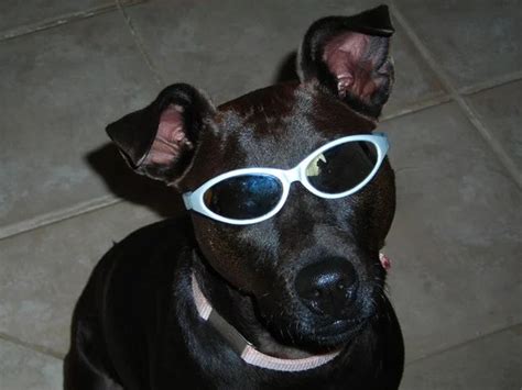 A Funny Gallery Of Dogs Wearing Sunglasses